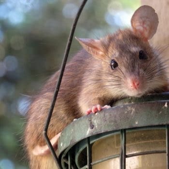 rodent control lancashire