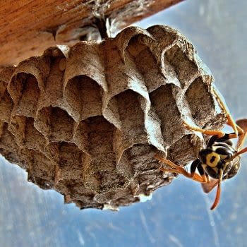 wasp removal lancashire