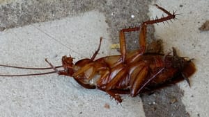cockroach treatment