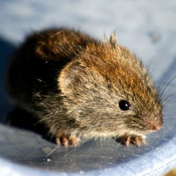 lancashire rodent control