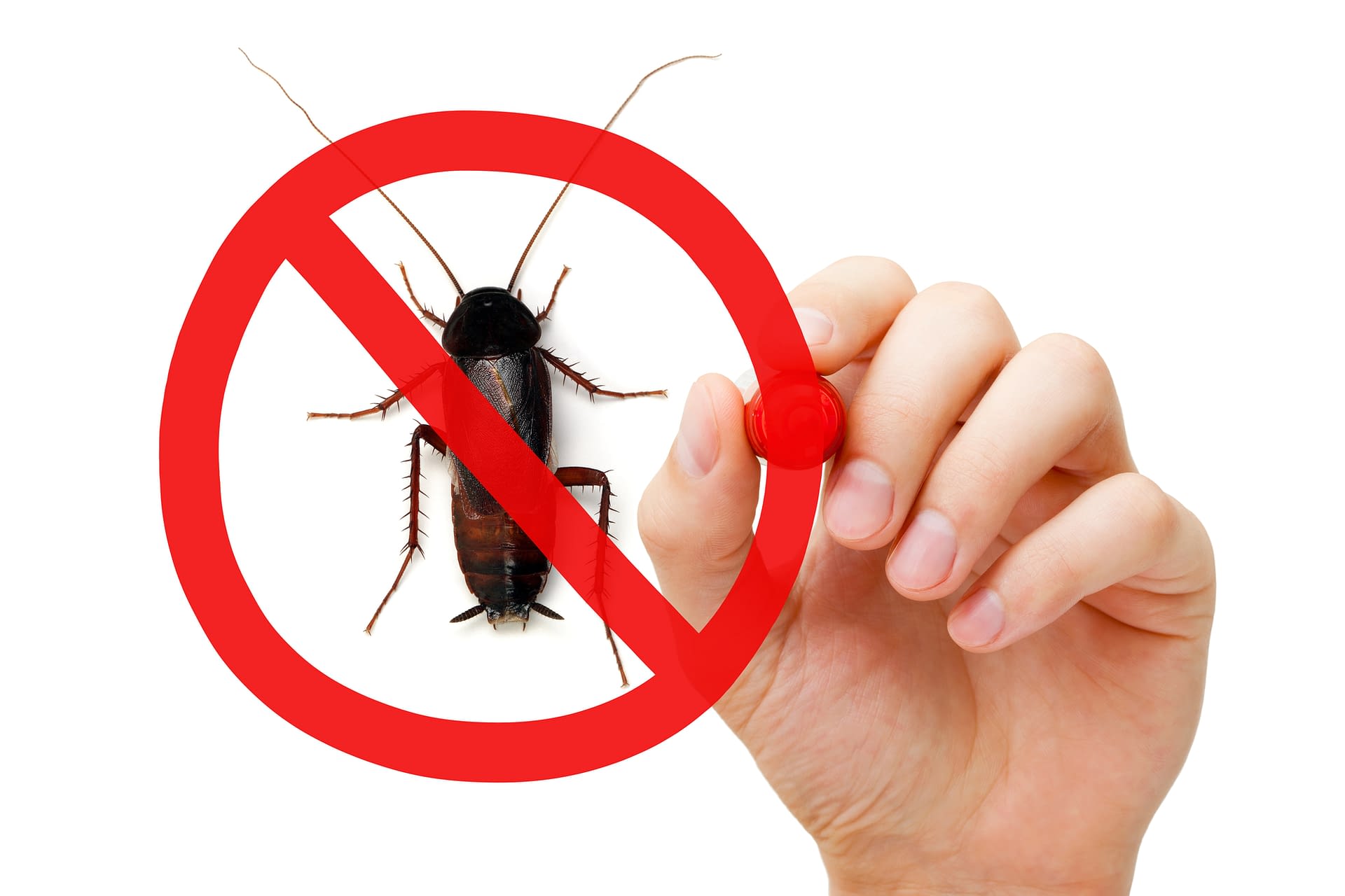 Insect Removal Company North West Expert Rodent Removal Service